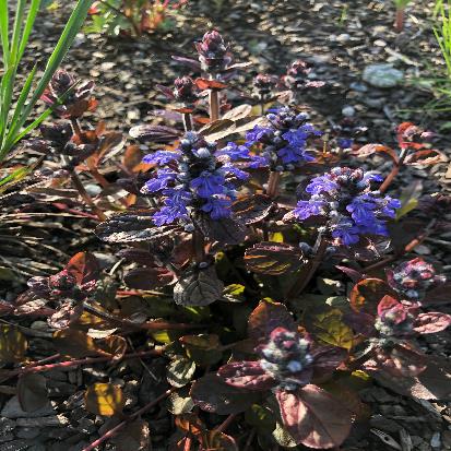 セイヨウジュウニヒトエ