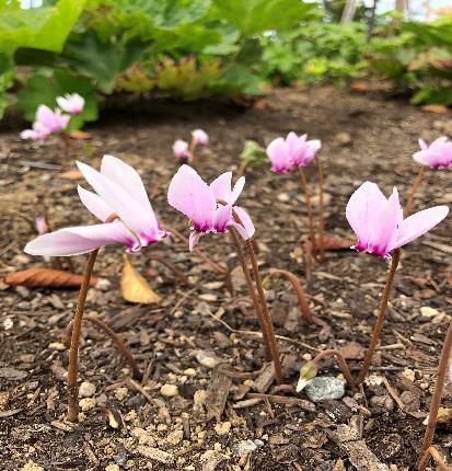 アキザキシクラメン