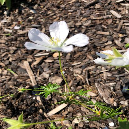 アケボノフウロ