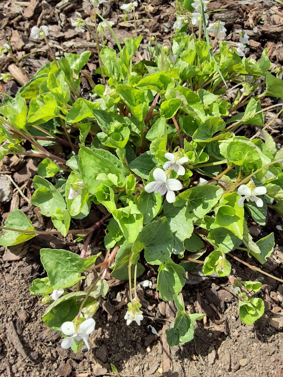 フイリミヤマスミレ