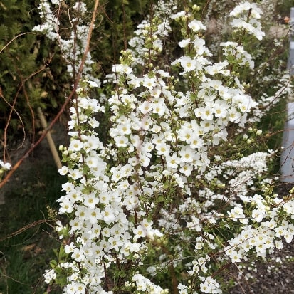 樹木：ユキヤナギ