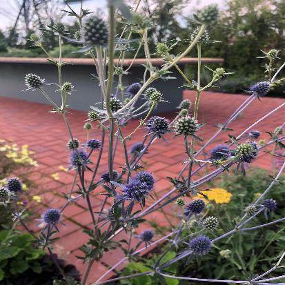 マルバノヒゴダイサイコ