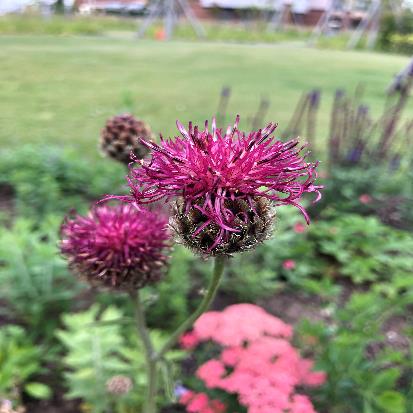 宿根ヤグルマギク