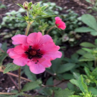 ベニバナロウゲ