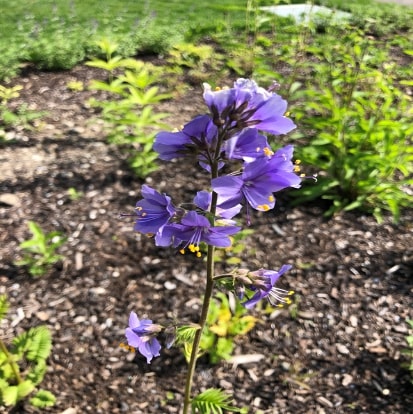 ヤコブスラダー