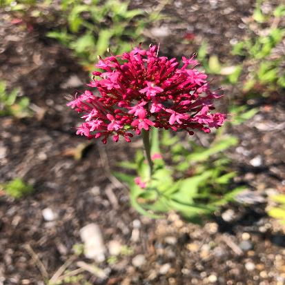 ベニカノコソウ