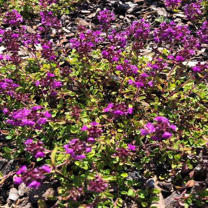 クリーピングタイム