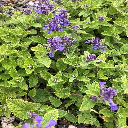 キャットミント