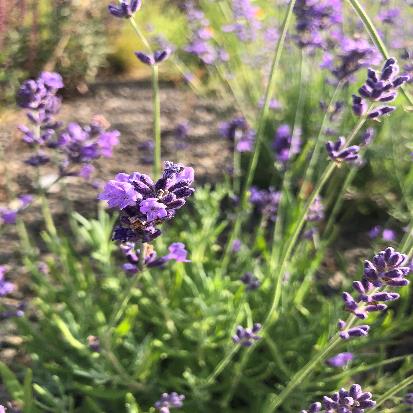 イングリッシュラベンダー