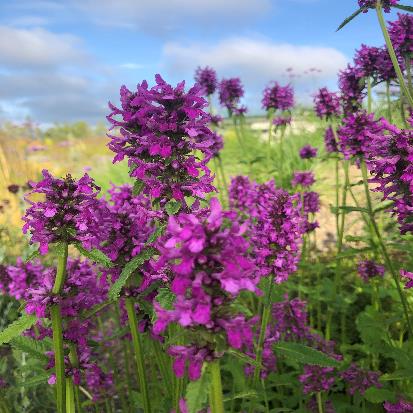カッコウチョロギ
