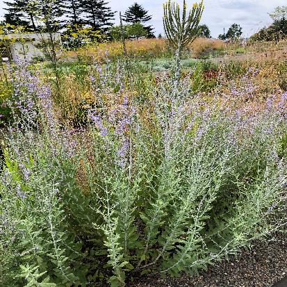 ロシアンセージ