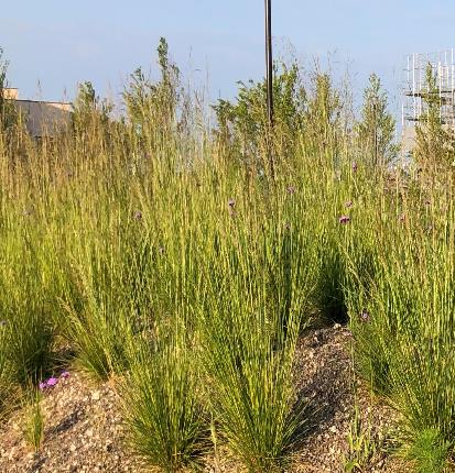 ヒロハノコメススキ