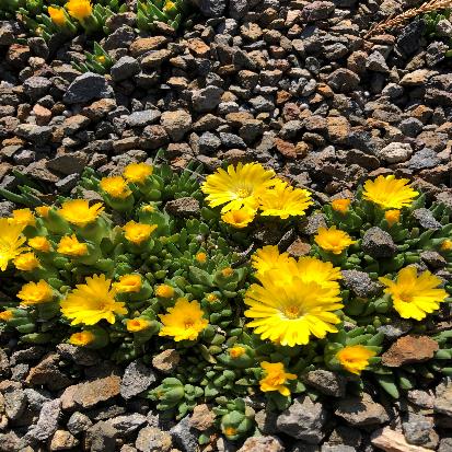 ゴールドラッシュ