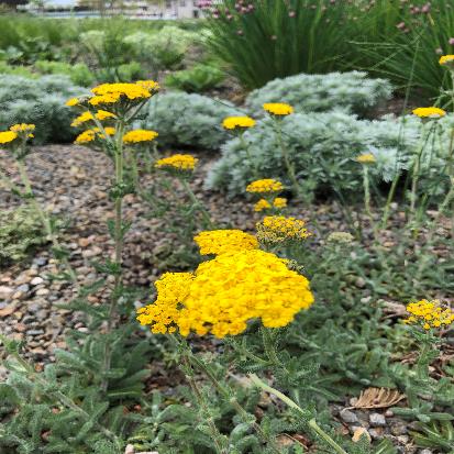 ヒメノコギリソウ