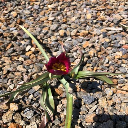 原種チューリップ