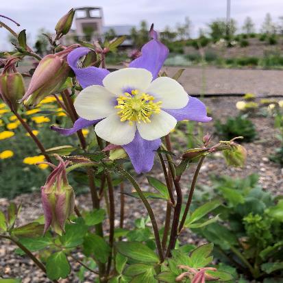 ソライロオダマキ