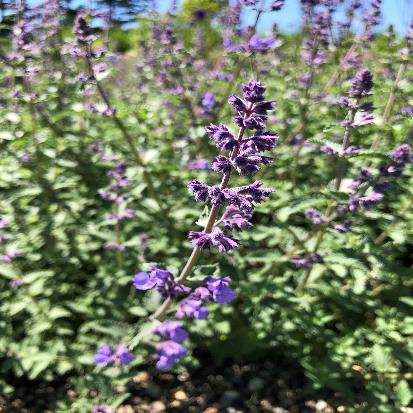 キャットミント