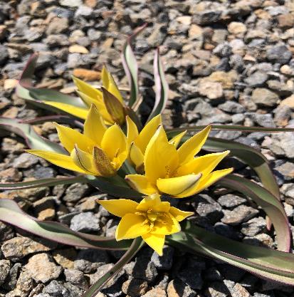 原種チューリップ