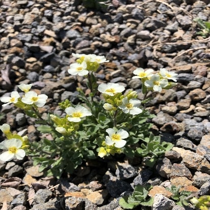 アラビス・コウカシカ‘ピクシークリーム’