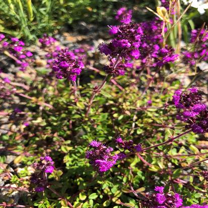 クリーピングタイム