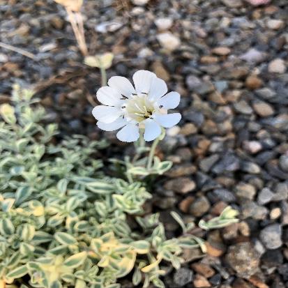 ホテイマンテマ