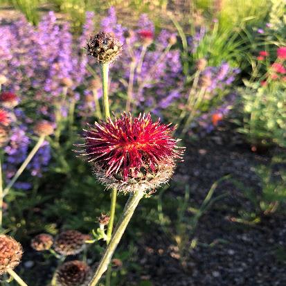 宿根ヤグルマギク