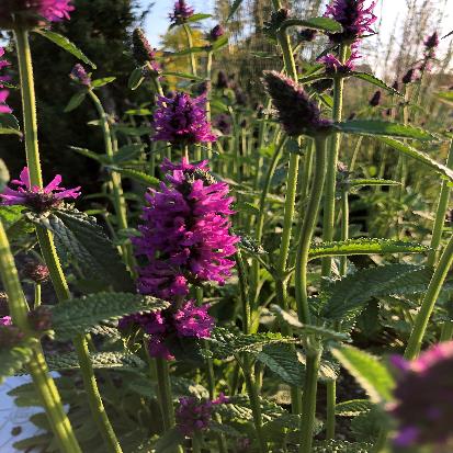 コモンベトニー