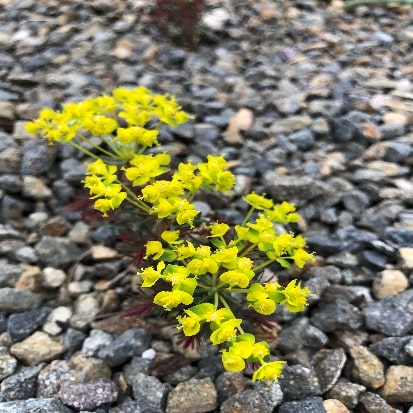 マツバトウダイ