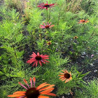 ムラサキバレンギク