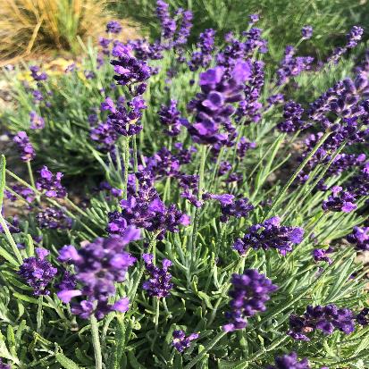 イングリッシュラベンダー