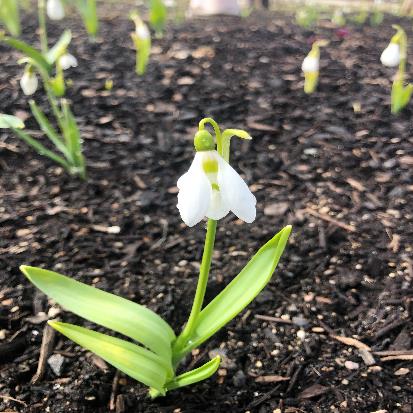 スノードロップ