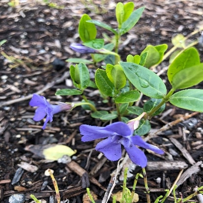 ヒメツルニチニチソウ