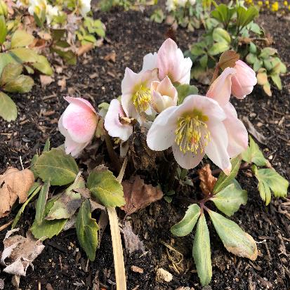 カンシャクヤク