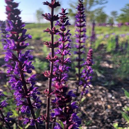 ウッドランドセージ