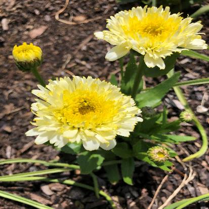 シャスターデージー