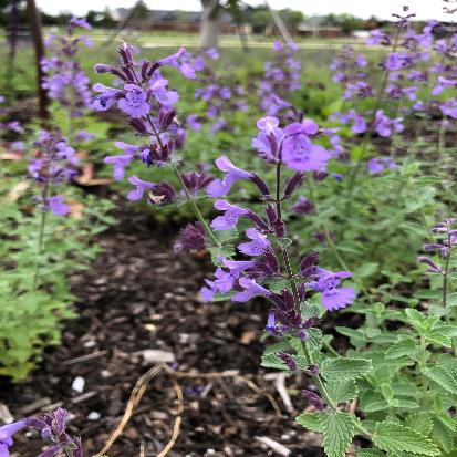 キャットミント