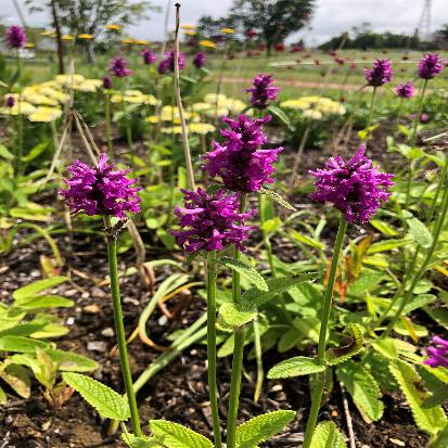 コモンベトニー