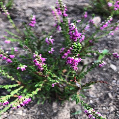 ギョリュウモドキ