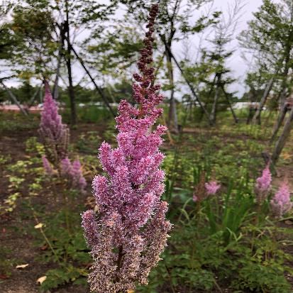 アワモリショウマ