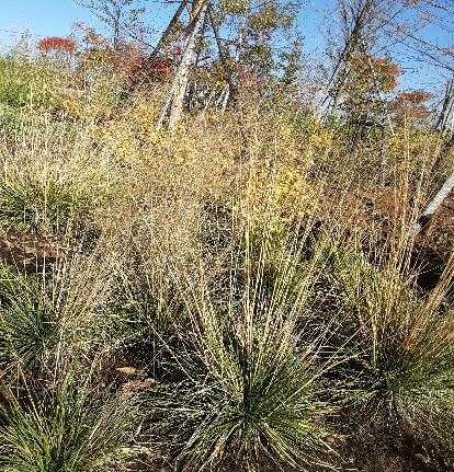 ヒロハノコメススキ