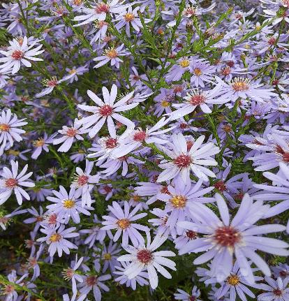 ブルーウッドアスター