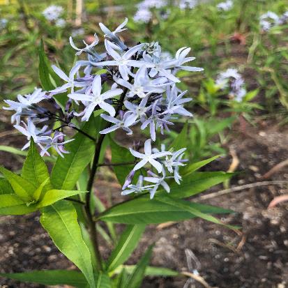 ヤナギバチョウジソウ