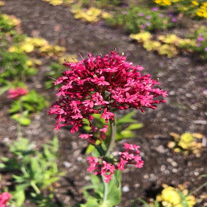 ベニカノコソウ