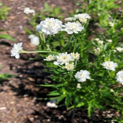 オオバナノコギリソウ