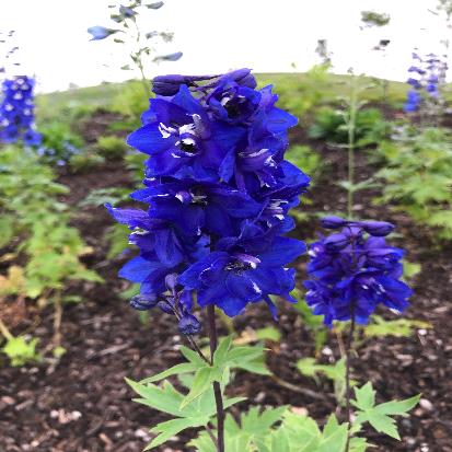 オオヒエンソウ