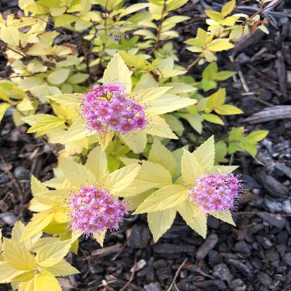 黄金葉シモツケ