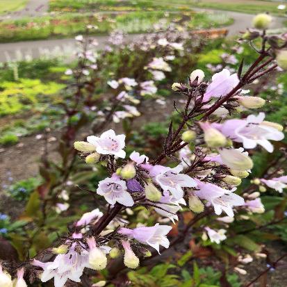 シロツリガネヤナギ