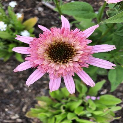 ムラサキバレンギク