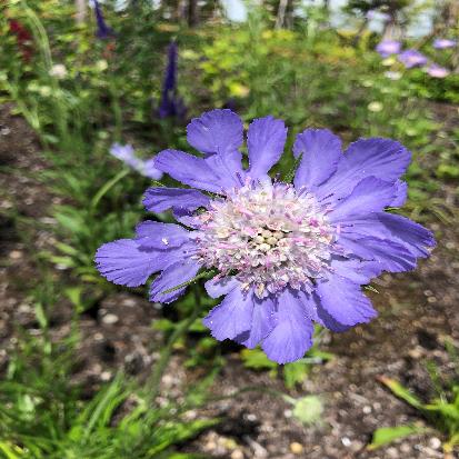 セイイヨウマツムシソウ