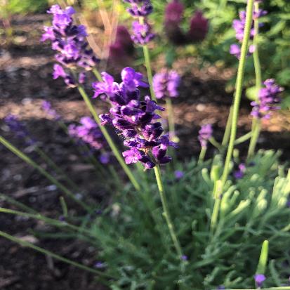 イングリッシュラベンダー